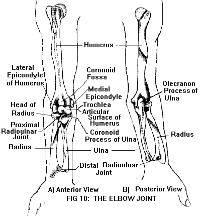 proximal radioulnar joint