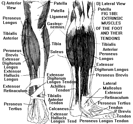 foot ossicles