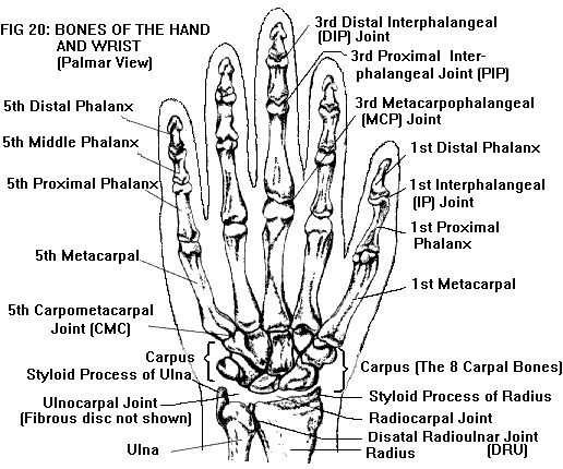 ANATOMY