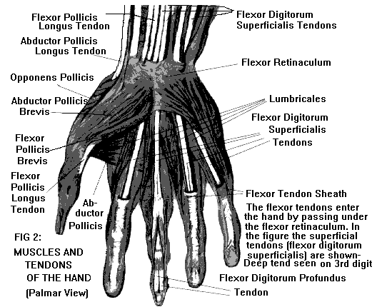 and tendons in your hand: