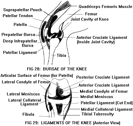 The collateral ligaments give the knee side-to-side stability.