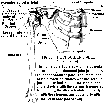 humerus bone anatomy. humerus (upper arm one),