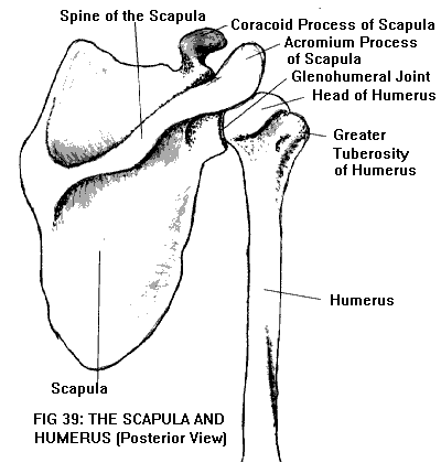 humerus bone anatomy. the humerus is shaped like