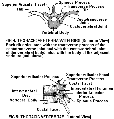 c1 c2 anatomy