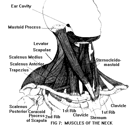 the lymph glands she spent