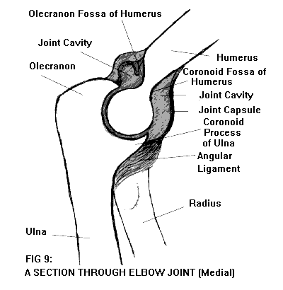 humerus bone anatomy. surface of the humerus.